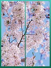 click for enlarge 903 X 1192 989.4 Kb picture