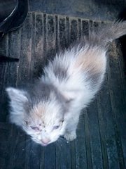 click for enlarge 1920 X 2560 532.9 Kb picture