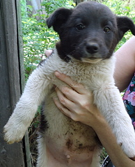 click for enlarge 647 X 800 234.8 Kb picture