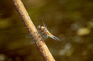 click for enlarge 1111 X 738 297.5 Kb picture