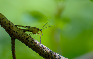 click for enlarge 1111 X 701 234.2 Kb picture