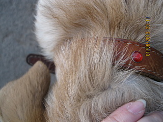 click for enlarge 1600 X 1200 609.7 Kb picture