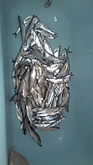 click for enlarge 540 X 960 332.2 Kb picture