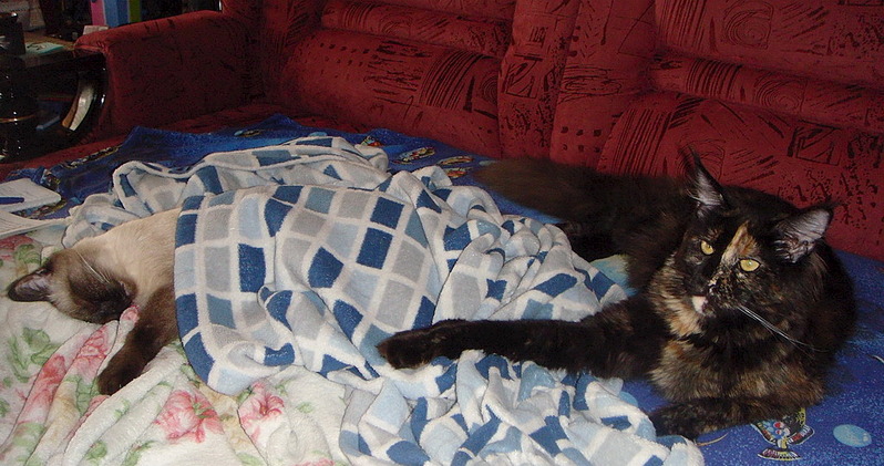 click for enlarge 1024 X 540 226.2 Kb picture