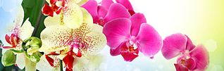 click for enlarge 800 X 253 42.8 Kb picture