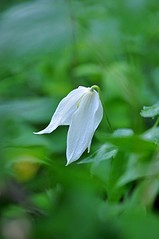 click for enlarge 531 X 800 51.3 Kb picture