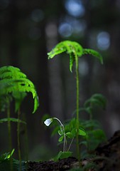 click for enlarge 564 X 800 50.1 Kb picture
