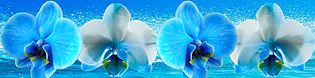 click for enlarge 750 X 185 49.8 Kb picture