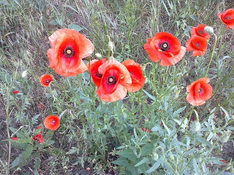 click for enlarge 1920 X 1440 628.0 Kb picture