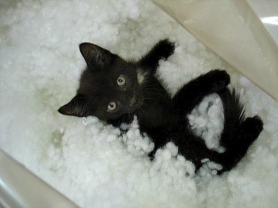 click for enlarge 600 X 450 157.2 Kb picture