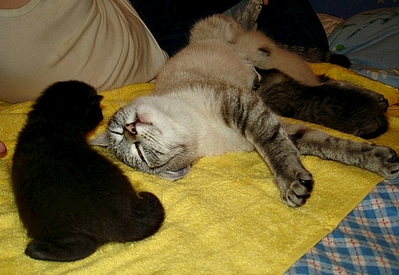 click for enlarge 580 X 400 177.1 Kb picture