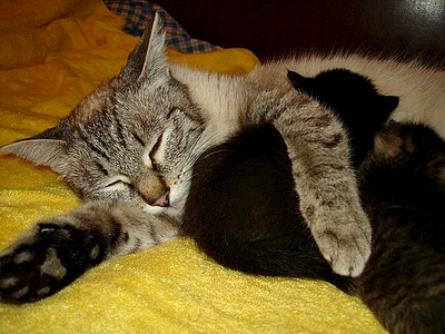 click for enlarge 600 X 450 200.6 Kb picture