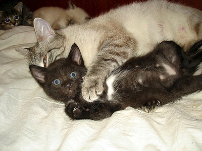 click for enlarge 600 X 450 190.0 Kb picture