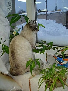 click for enlarge 359 X 480 109.1 Kb picture