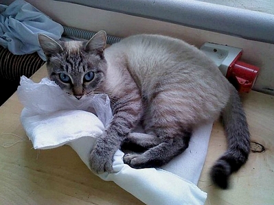 click for enlarge 618 X 463 194.0 Kb picture