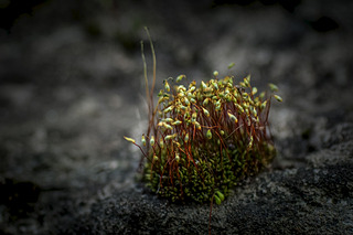 click for enlarge 1920 X 1280 375.9 Kb picture