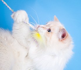 click for enlarge 1920 X 1663 447.6 Kb picture