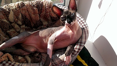 click for enlarge 1920 X 1082 812.6 Kb picture