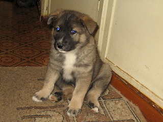 click for enlarge 1920 X 1440 728.7 Kb picture