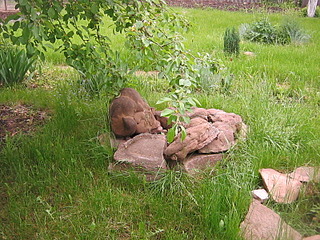 click for enlarge 1600 X 1200 819.9 Kb picture