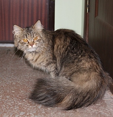 click for enlarge 661 X 683 232.3 Kb picture