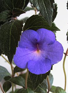 click for enlarge 1920 X 2607 493.5 Kb picture