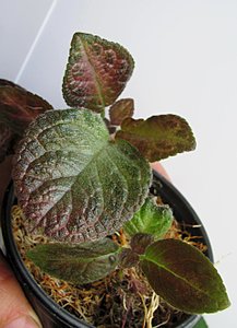click for enlarge 1920 X 2651 602.9 Kb picture