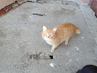 click for enlarge 1600 X 1200 678.3 Kb picture