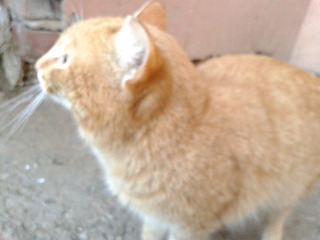 click for enlarge 1600 X 1200 432.8 Kb picture