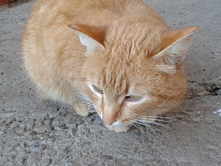 click for enlarge 1600 X 1200 712.4 Kb picture