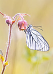 click for enlarge 569 X 791 270.5 Kb picture
