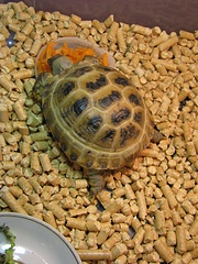 click for enlarge 1224 X 1632 913.2 Kb picture