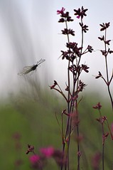 click for enlarge 531 X 800 61.5 Kb picture
