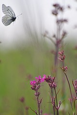 click for enlarge 531 X 800 49.1 Kb picture