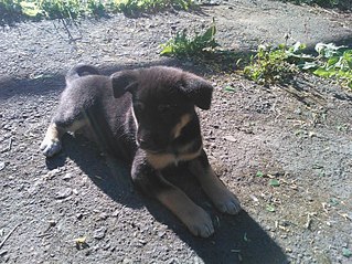 click for enlarge 807 X 605 196.7 Kb picture