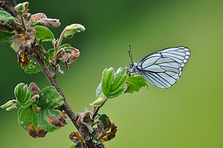 click for enlarge 800 X 531 83.8 Kb picture