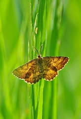 click for enlarge 547 X 800 71.7 Kb picture