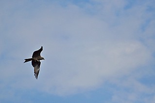 click for enlarge 800 X 531 31.6 Kb picture