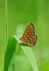 click for enlarge 557 X 800 65.5 Kb picture