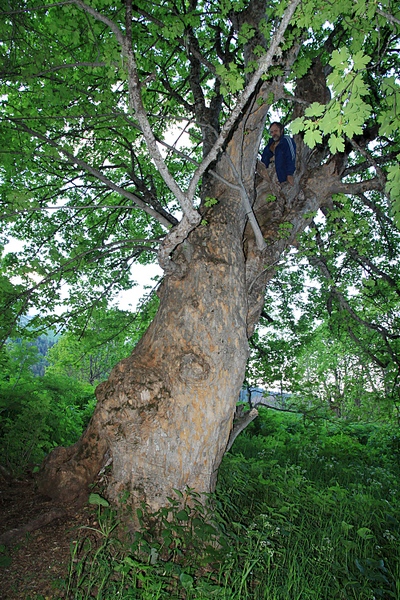 click for enlarge 1000 X 1500 331.6 Kb picture