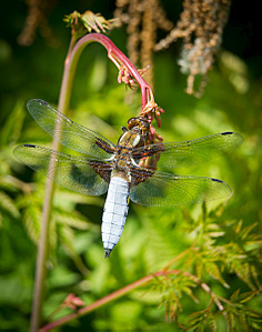 click for enlarge 950 X 1205 180.9 Kb picture