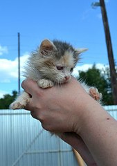 click for enlarge 570 X 807 61.6 Kb picture