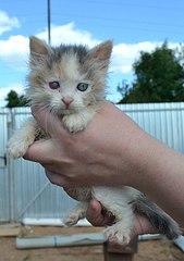 click for enlarge 570 X 807 68.0 Kb picture