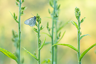 click for enlarge 800 X 534 168.3 Kb picture