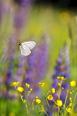 click for enlarge 531 X 800 65.8 Kb picture
