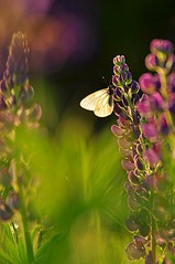 click for enlarge 531 X 800 76.9 Kb picture
