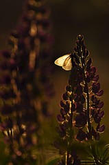click for enlarge 531 X 800 67.0 Kb picture