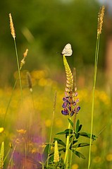 click for enlarge 531 X 800 77.8 Kb picture