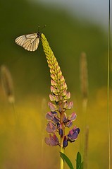 click for enlarge 531 X 800 59.0 Kb picture