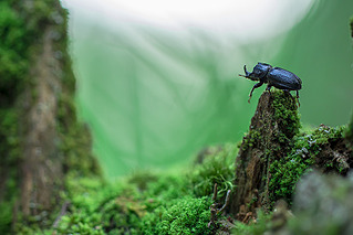 click for enlarge 800 X 534 198.7 Kb picture